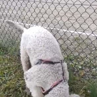 VIDEO Mele-Campo Ligure 2-1 vista dal cagnolino Otto