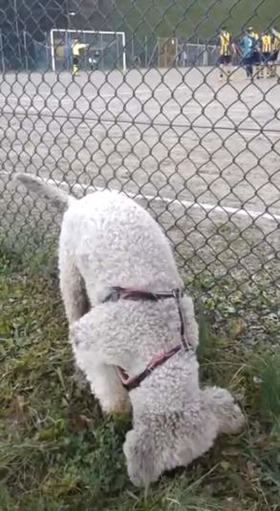 VIDEO Mele-Campo Ligure 2-1 vista dal cagnolino Otto