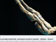 BUFERA SUI TELECRONISTI RAI AI MONDIALI DI NUOTO Il commento di Tiziano Pesce