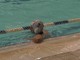 Pallanuoto - Il Lerici Sport batte anche la San Giorgio